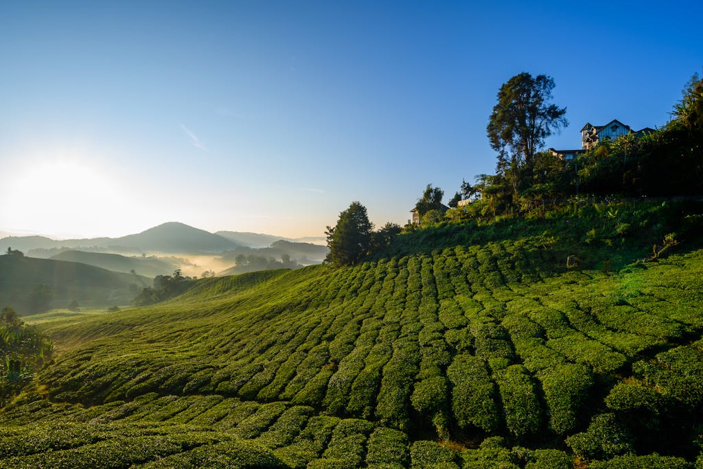 Beautiful sunrise over verdant tea plantation in Pahang, Malaysia, showcasing rolling hills and serene landscape.